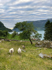 Sheep in a field