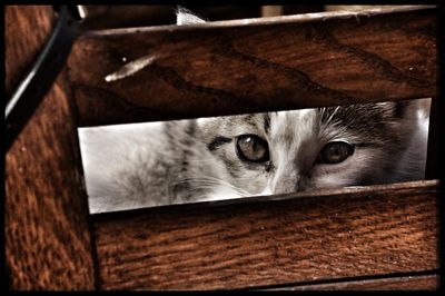 Portrait of cat on wood