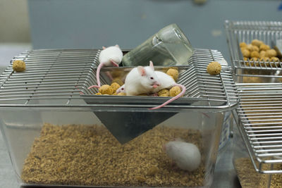 Rat lab  in cage