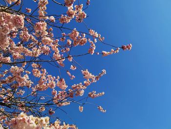 Low angle view of cherry blossom against blue sky