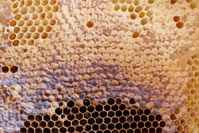 Full frame shot of bee hive