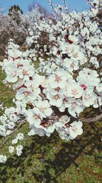 Low angle view of cherry blossoms