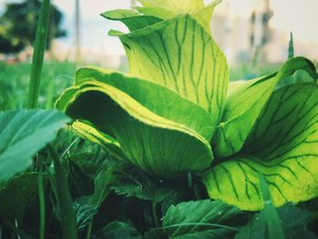 Close-up of fresh green plant