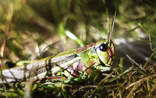 Close-up of insect on plant