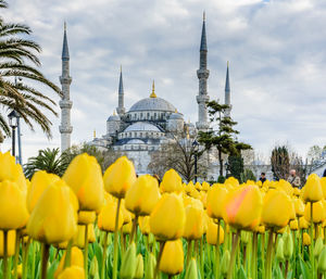 Yellow flowering plants against buildings