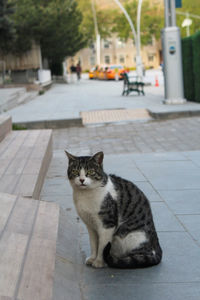 pet