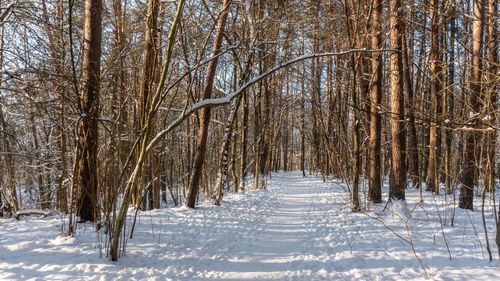 Bare trees on snow covered land