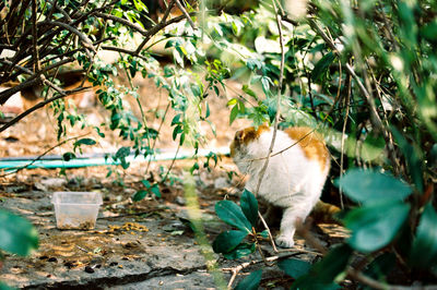 Cat sitting by plants