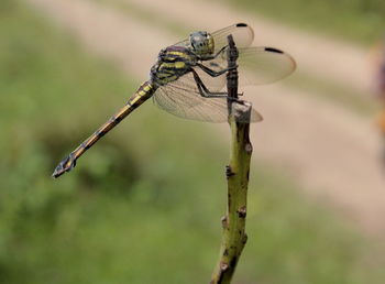 Close-up of dragonfly on plant