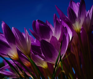 Close-up of purple crocus against blue sky