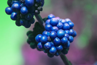 Colorful blue berries hanging on branch