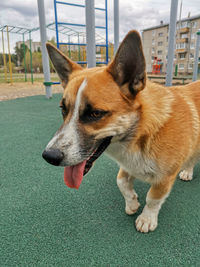 Ginger dog with protruding tongue and pointed ears on a sports ground in a city park.