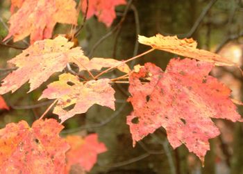 Close-up of leaves on branch