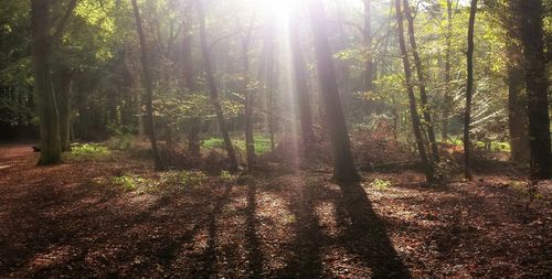 Sun shining through trees in forest
