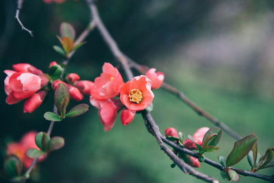 Close-up of flowers blooming outdoors