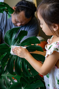 A little girl oiling the houseplant leaves, taking care of plant monstera using a cotton sheet.