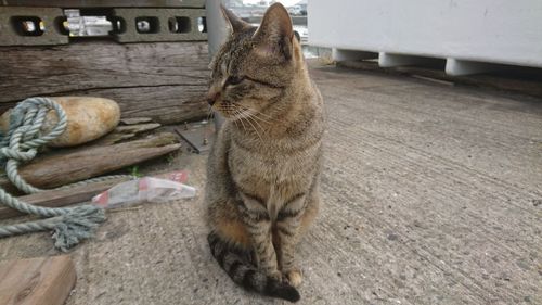 Close-up of cat sitting outdoors