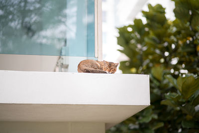 Cat sitting on an apartment ledge. boring and lonely.