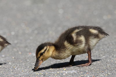 Close-up of a duck on the road