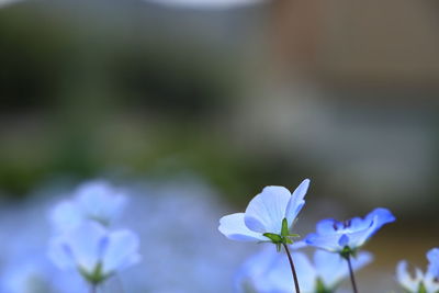 Close-up of purple flowering plant