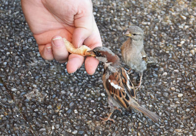 Close-up of hand feeding a little sparrows