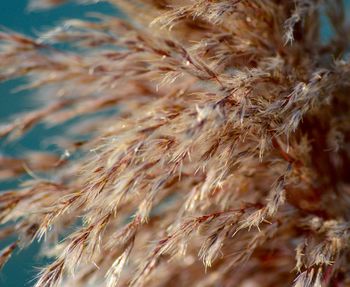 Close-up of plant against blurred background