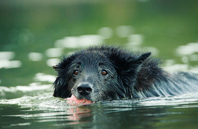 Close-up portrait of black dog swimming in lake