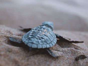 Close-up of turtle on rock