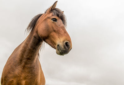 Close-up of a horse