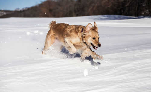 Dog on snow covered shore