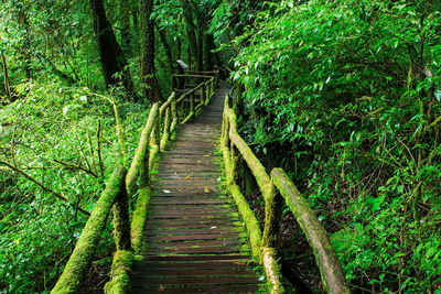 Footpath amidst plants in forest