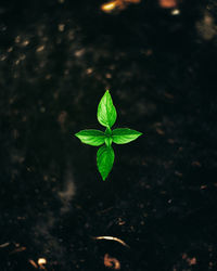 High angle view of small plant growing on field