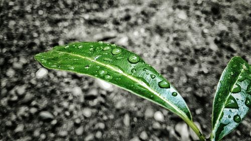 Close-up of green leaves