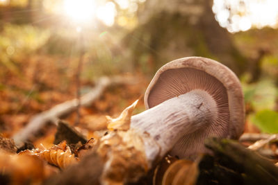 Close-up of mushroom growing on field