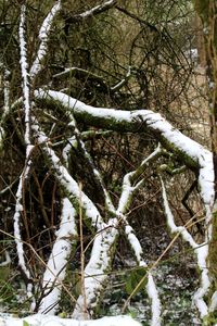 Close-up of bare tree in snow