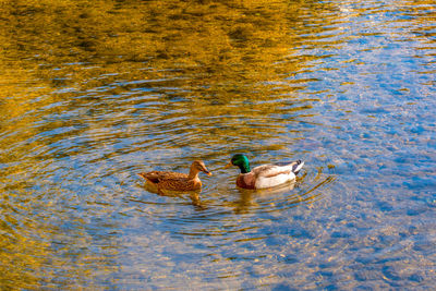 High angle view of ducks in lake