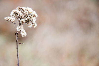 Close-up of white flowers