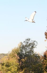 Low angle view of birds flying against clear sky