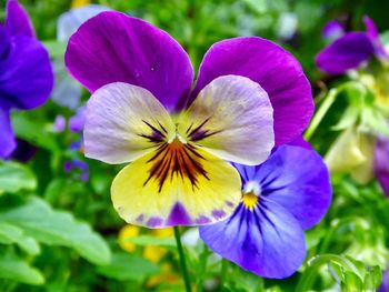 Close-up of purple flowers blooming outdoors