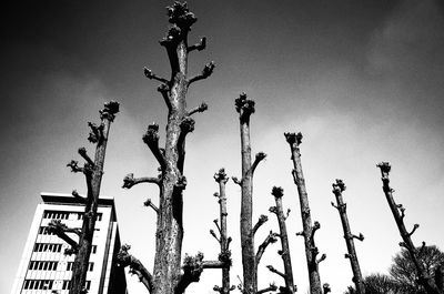 Low angle view of plants against sky