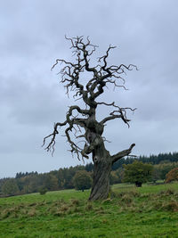 Bare tree on field against sky