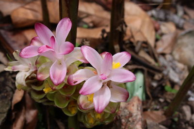 Close-up of pink flowering plant