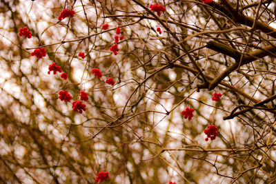Low angle view of red fruits growing on tree
