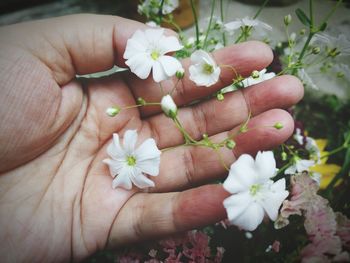 Close-up of hand holding flowers