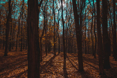 Trees in forest