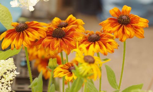 Close-up of yellow flowering plant