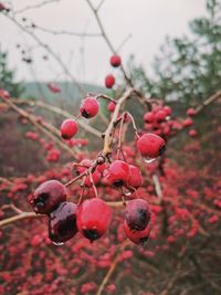 Close-up of red berries growing on tree