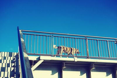 Cat on railing against clear blue sky