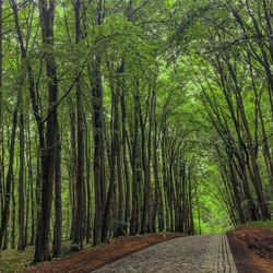 Footpath amidst trees in forest