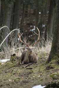 Deer in a forest